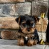 Emil – EU-Registered Yorkshire Terrier Boy