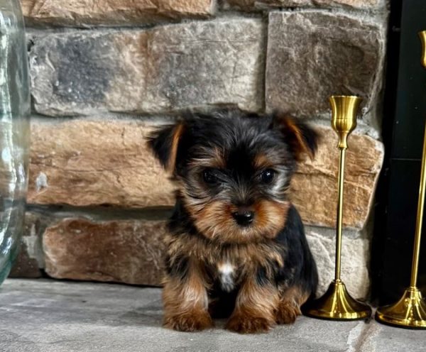 Emil – EU-Registered Yorkshire Terrier Boy