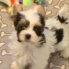 17.1 Biewer Terrier boy Finn – EU-Registered Biewer Terrier Boy