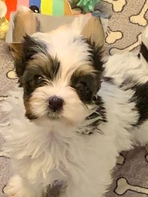 Finn – EU-Registered Biewer Terrier Boy