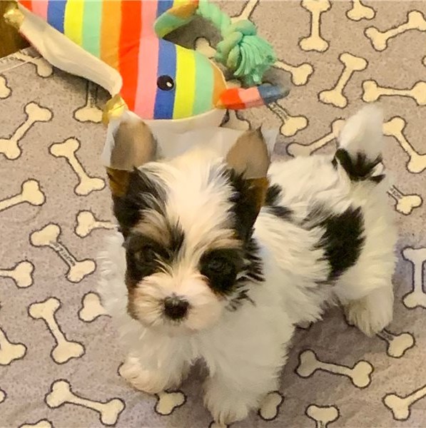 17.2 Biewer Terrier boy Finn – EU-Registered Biewer Terrier Boy
