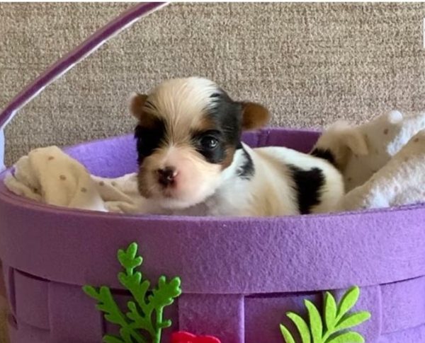 17.4 Biewer Terrier boy Finn – EU-Registered Biewer Terrier Boy