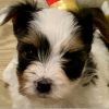 17.5 Biewer Terrier boy Finn – EU-Registered Biewer Terrier Boy