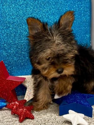 18. 1 sweetest Yorkshire Bruno – IHR-Registered Yorkshire Terrier Boy