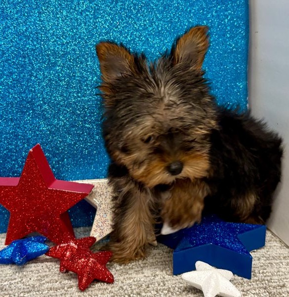 Bruno – IHR-Registered Yorkshire Terrier Boy