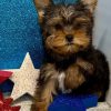 Bruno – IHR-Registered Yorkshire Terrier Boy