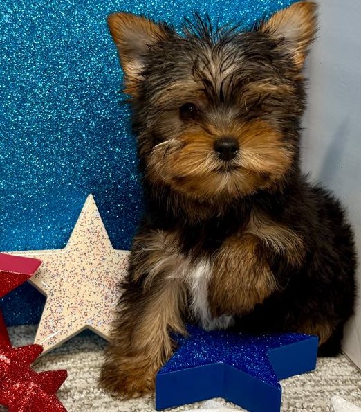 Bruno – IHR-Registered Yorkshire Terrier Boy