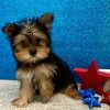 Bruno – IHR-Registered Yorkshire Terrier Boy