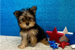 Bruno – IHR-Registered Yorkshire Terrier Boy