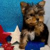 Bruno – IHR-Registered Yorkshire Terrier Boy