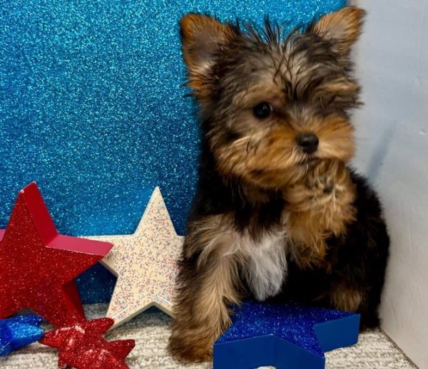 Bruno – IHR-Registered Yorkshire Terrier Boy