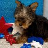 Bruno – IHR-Registered Yorkshire Terrier Boy