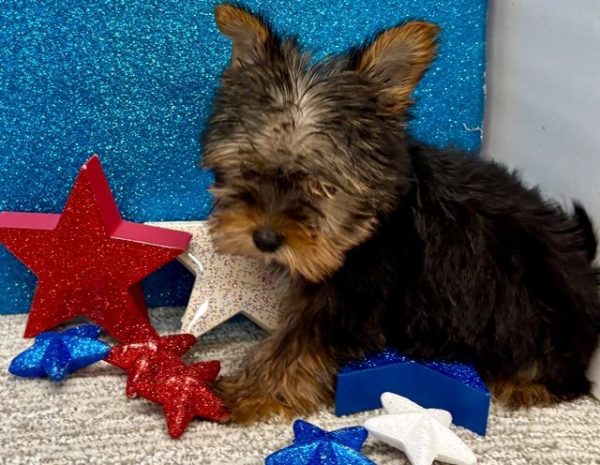 Bruno – IHR-Registered Yorkshire Terrier Boy