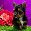 19. 1 Belle Yorkie Mila – IHR-Registered Yorkshire Terrier Girl