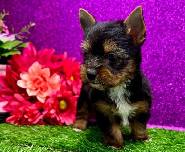 19. 1 Belle Yorkie Mila – IHR-Registered Yorkshire Terrier Girl