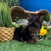 19.2 Belle Yorkie Mila – IHR-Registered Yorkshire Terrier Girl