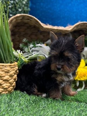 Mila – IHR-Registered Yorkshire Terrier Girl