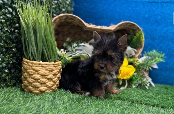 19.2 Belle Yorkie Mila – IHR-Registered Yorkshire Terrier Girl