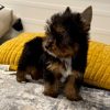 19.3 Belle Yorkie Mila – IHR-Registered Yorkshire Terrier Girl