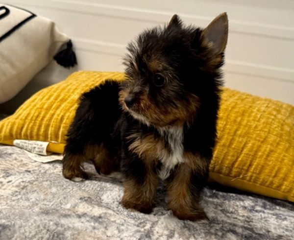19.3 Belle Yorkie Mila – IHR-Registered Yorkshire Terrier Girl