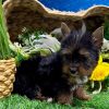 19.4 Belle Yorkie Mila – IHR-Registered Yorkshire Terrier Girl