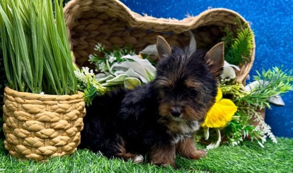 19.4 Belle Yorkie Mila – IHR-Registered Yorkshire Terrier Girl