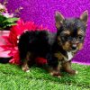 19.5 Belle Yorkie Mila – IHR-Registered Yorkshire Terrier Girl