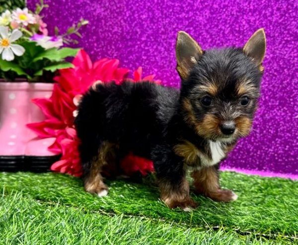 19.5 Belle Yorkie Mila – IHR-Registered Yorkshire Terrier Girl