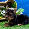 19.6 Belle Yorkie Mila – IHR-Registered Yorkshire Terrier Girl