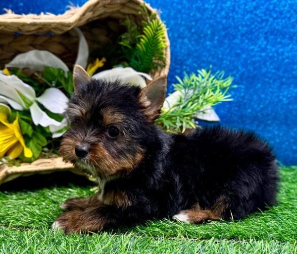 19.6 Belle Yorkie Mila – IHR-Registered Yorkshire Terrier Girl