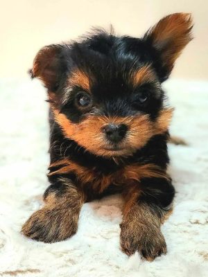 Yorkshire Terrier Puppies