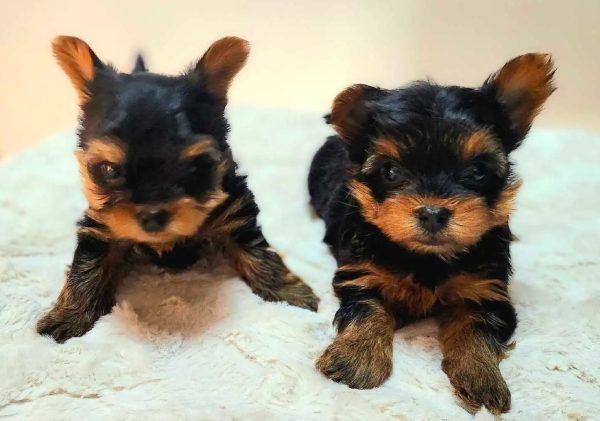 2. Yorkshire Terrier puppies Yorkshire Terrier Puppies