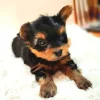 2.3 Yorkshire Terrier puppies Yorkshire Terrier Puppies