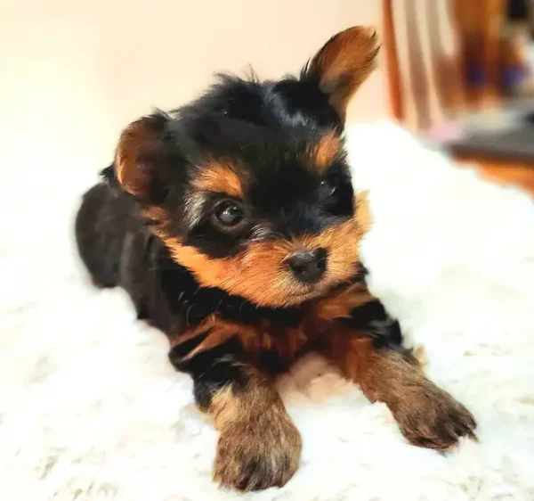 2.3 Yorkshire Terrier puppies Yorkshire Terrier Puppies
