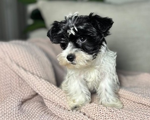 20.2 great potential Meet Lotta – IHR-Registered Yorkshire Terrier Girl