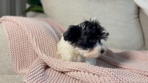 20.6 great potential Meet Lotta – IHR-Registered Yorkshire Terrier Girl