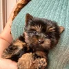 3.1 Super Tiny Puppy- non shedding Super Tiny Puppy – Non Shedding (Pippa)