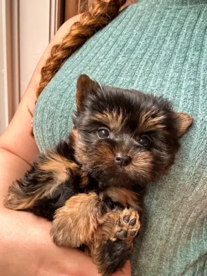 Super Tiny Puppy – Non Shedding (Pippa)