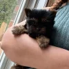 3.2 Super Tiny Puppy- non shedding Super Tiny Puppy – Non Shedding (Pippa)