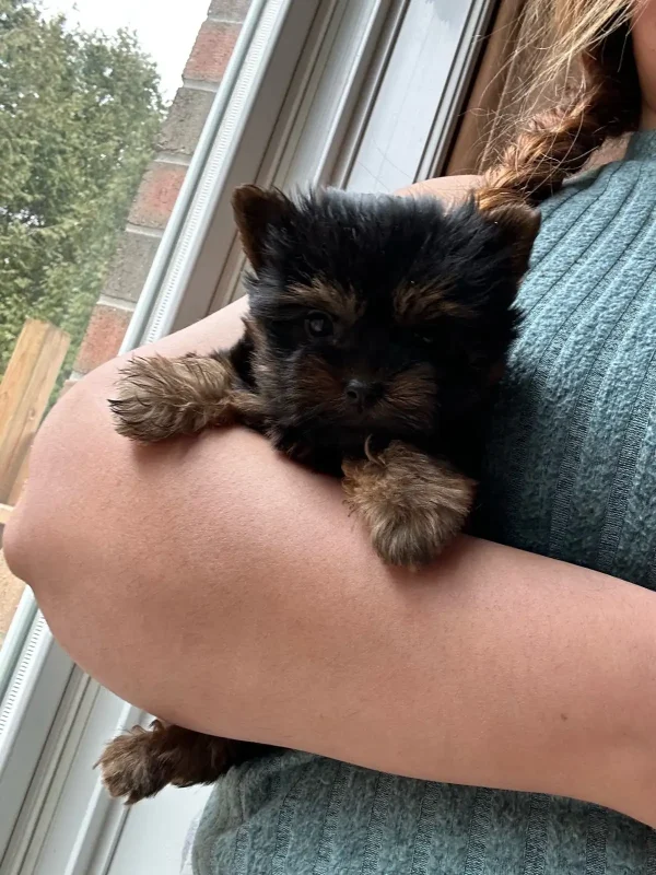 3.2 Super Tiny Puppy- non shedding Super Tiny Puppy – Non Shedding (Pippa)