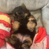 3.3 Super Tiny Puppy- non shedding Super Tiny Puppy – Non Shedding (Pippa)