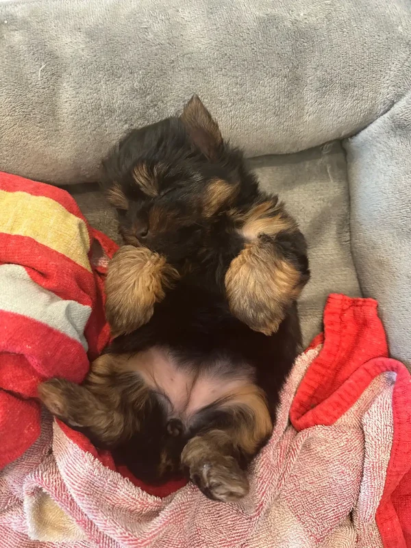 3.3 Super Tiny Puppy- non shedding Super Tiny Puppy – Non Shedding (Pippa)