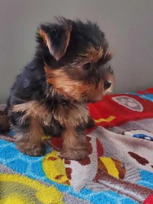Purebred Yorkshire Terrier Boy – 9 Weeks