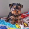 4.2 yorkshire male pure race Purebred Yorkshire Terrier Boy – 9 Weeks