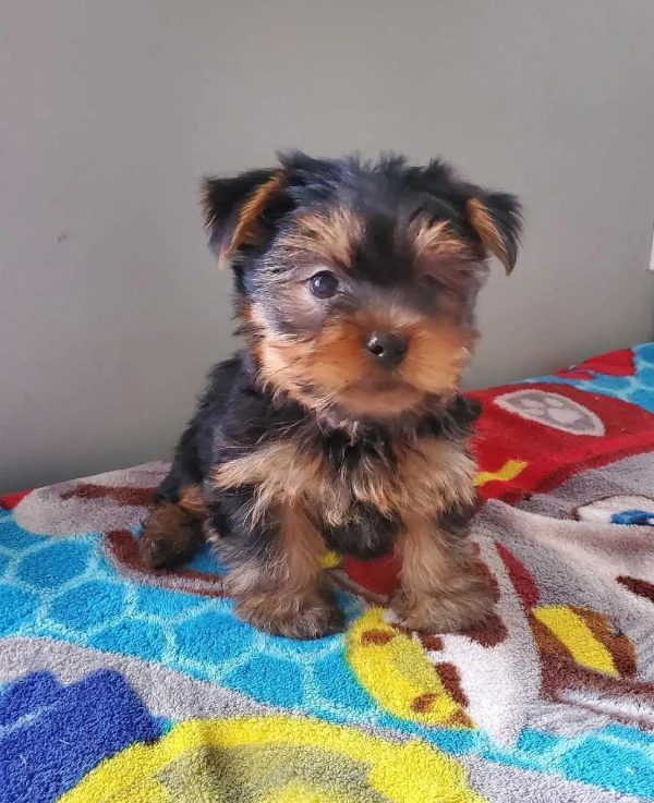 4.3 yorkshire male pure race Purebred Yorkshire Terrier Boy – 9 Weeks