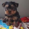 4.5 yorkshire male pure race Purebred Yorkshire Terrier Boy – 9 Weeks