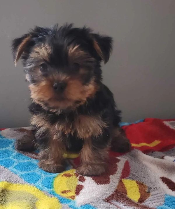4.5 yorkshire male pure race Purebred Yorkshire Terrier Boy – 9 Weeks