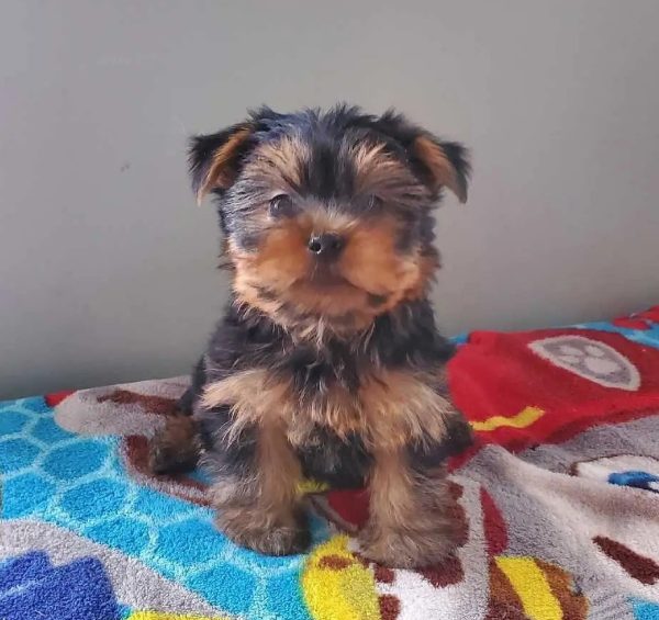 4.6 yorkshire male pure race Purebred Yorkshire Terrier Boy – 9 Weeks