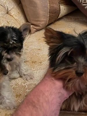 Teacup Yorkshire & Biewer Puppies
