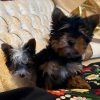 5.6 Tea cups Yorkshire & Biewers Teacup Yorkshire & Biewer Puppies